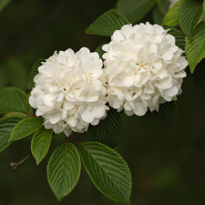 viburnum flowers