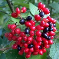 viburnum fruit